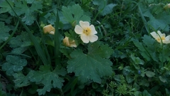 Modiolastrum malvifolium