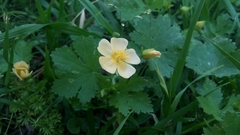 Modiolastrum malvifolium