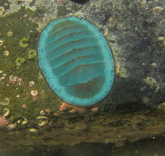 Chiton glaucus