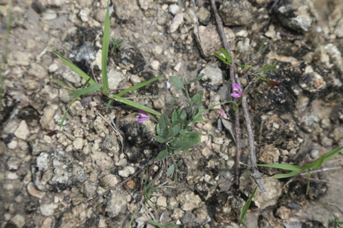 Image of Rhinotropis nitida by (c) Reid Hardin, some rights reserved (CC BY)