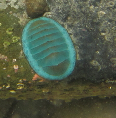 Chiton glaucus