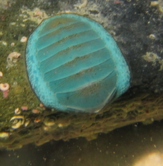 Chiton glaucus