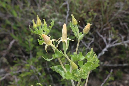 Image of Mentzelia albescens by (c) Reid Hardin, some rights reserved (CC BY)