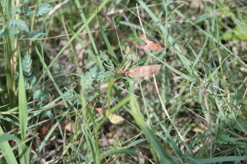 slender rushpea (Hoffmannseggia tenella)