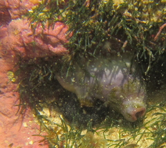 Styelidae