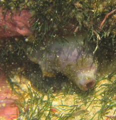 Styelidae