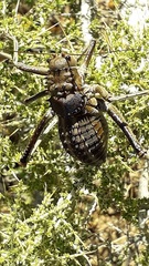 Hetrodes pupus