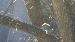 Sciurus carolinensis