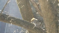 Sciurus carolinensis