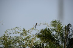 Lophoceros fasciatus