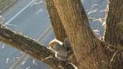 Sciurus carolinensis