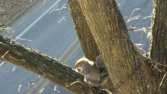 Sciurus carolinensis