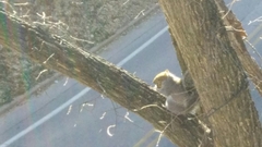 Sciurus carolinensis