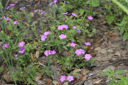 Image of Phlox glabriflora by (c) Reid Hardin, some rights reserved (CC BY)
