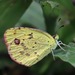 Mariposa Amarilla Pequeña Manchada - Photo (c) tex-anne, algunos derechos reservados (CC BY-NC), subido por tex-anne
