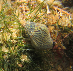 Cominella virgata