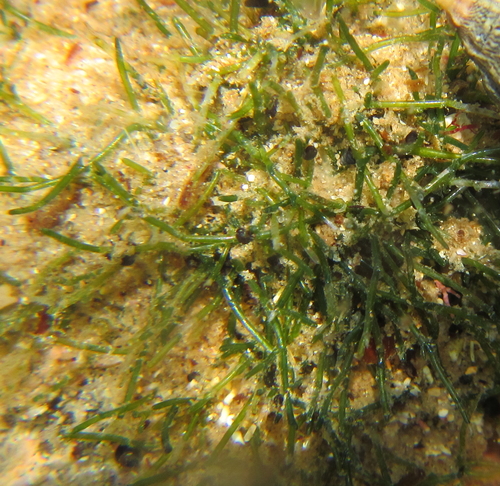 Representative image of Pedobesia