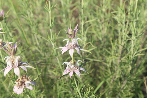 Image of Monarda fruticulosa by (c) Reid Hardin, some rights reserved (CC BY)