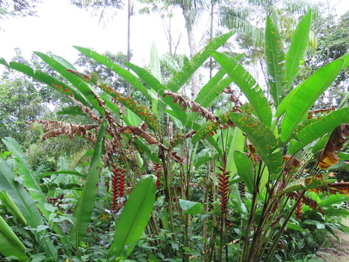 Heliconia rostrata