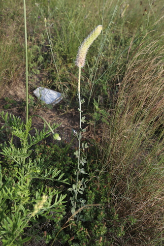 Image of Dalea ceciliana by (c) Reid Hardin, some rights reserved (CC BY)