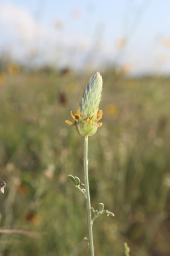 Image of Dalea ceciliana by (c) Reid Hardin, some rights reserved (CC BY)