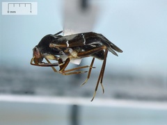 Pilophorus perplexus