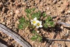 Linanthus demissus