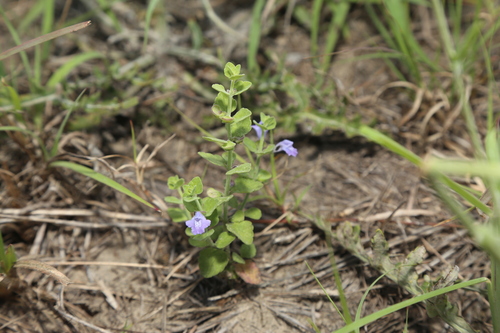 Rio Grande Skullcap (Scutellaria muriculata)
