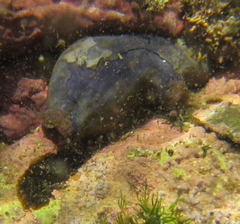 Asterocarpa coerulea