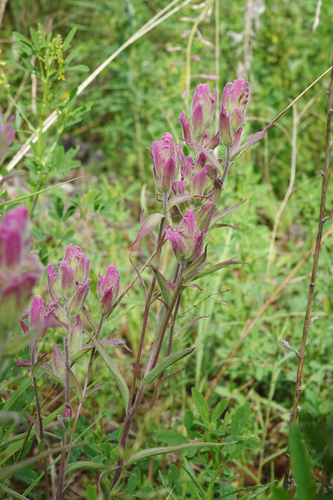 Castilleja rubra (Castilleja rubra)