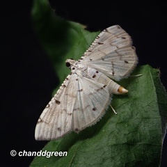Pycnarmon cribrata