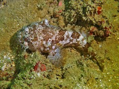Batrachomoeus trispinosus