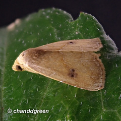 Rivula inconspicua