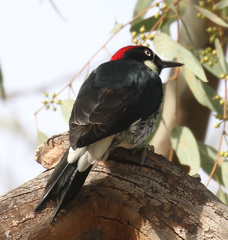 Melanerpes formicivorus