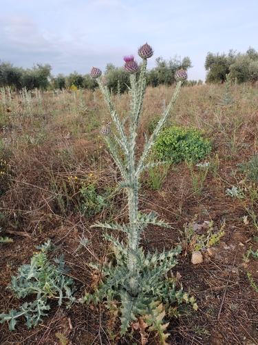 Image of Onopordum nervosum by (c) Jorge Íñiguez, some rights reserved (CC BY)