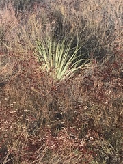 Hesperoyucca