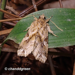 Callopistria flavitincta