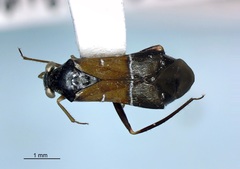 Pilophorus strobicola