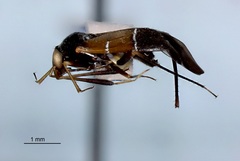 Pilophorus strobicola