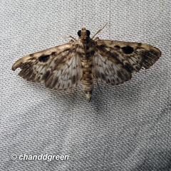 Rhimphaliodes macrostigma