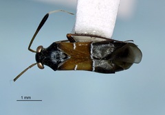 Pilophorus strobicola