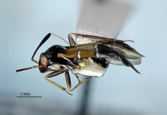 Pilophorus strobicola