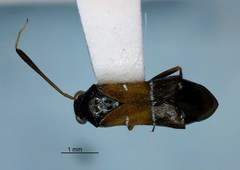 Pilophorus strobicola