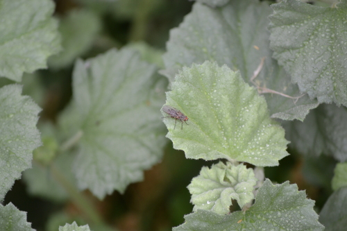 iNaturalist observation photo of Muscoid Flies