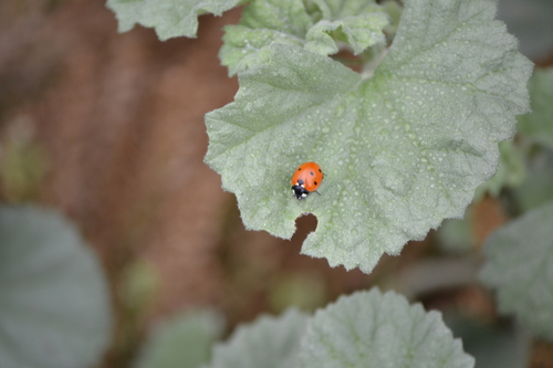 iNaturalist observation photo of Seven-spotted Lady Beetle