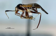 Pilophorus strobicola