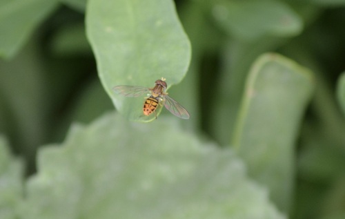 iNaturalist observation photo of Margined Calligrapher