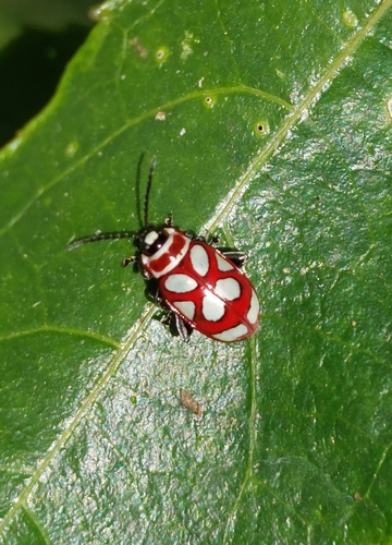 Escarabajos pulga manchados
