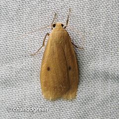 Paralithosia shaowuica