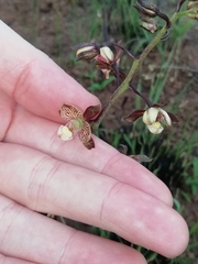 Eulophia clitellifera